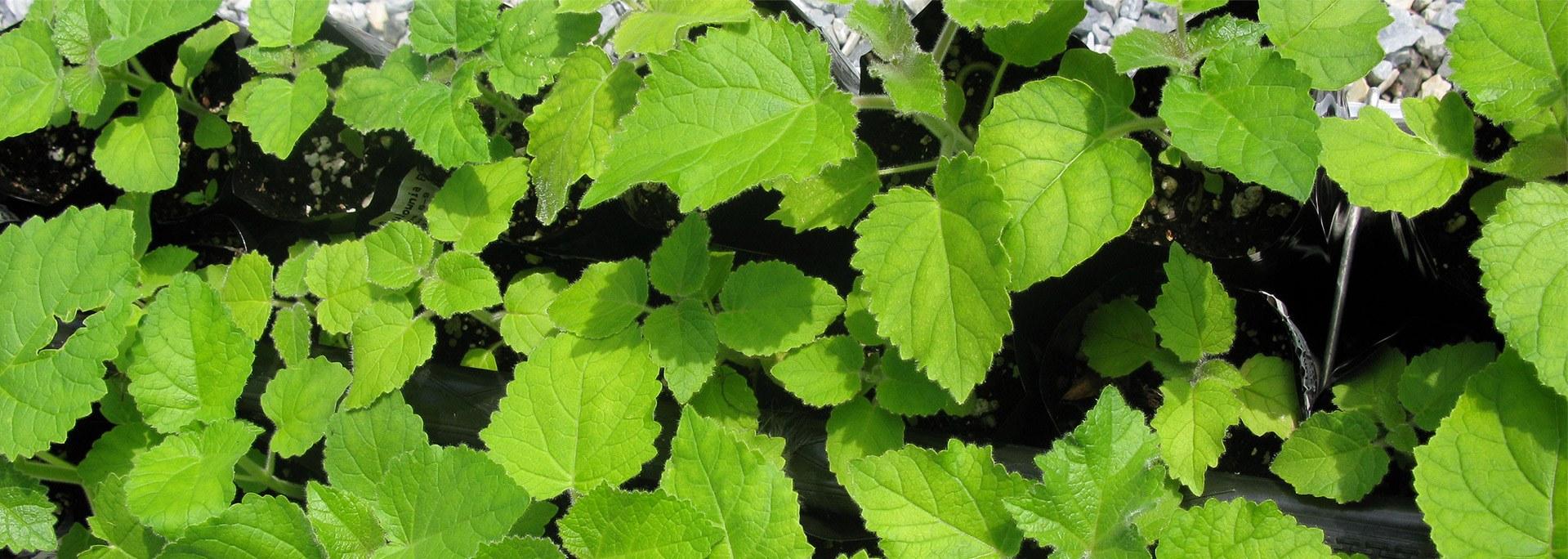 Paulownia Elongata Paulownia Professional S.L.®