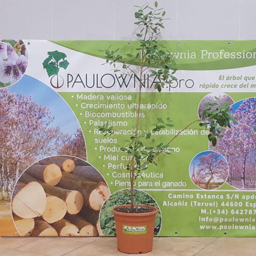 Feijoa Nikita Aromática 15ºC Pineapple Guava maceta 5L