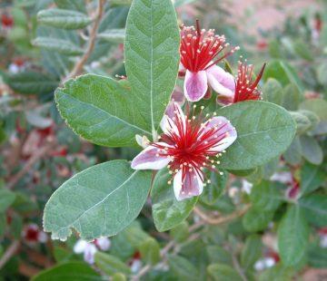 Feijoa Nikita Aromatica -15ºC