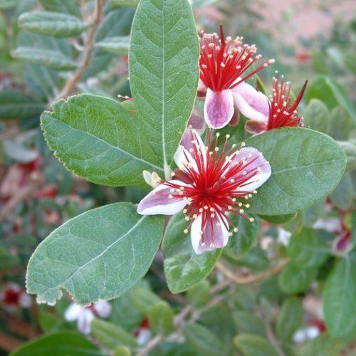 Feijoa Nikita Aromática 15ºC Pineapple Guava