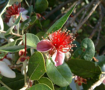 Feijoa Nikita Aromatica -15ºC