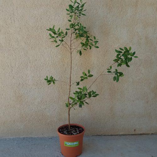 Feijoa Nikita Aromática 15ºC Pineapple Guava