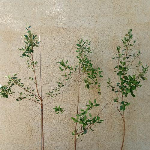 Feijoa Nikita Aromática 15ºC Pineapple Guava