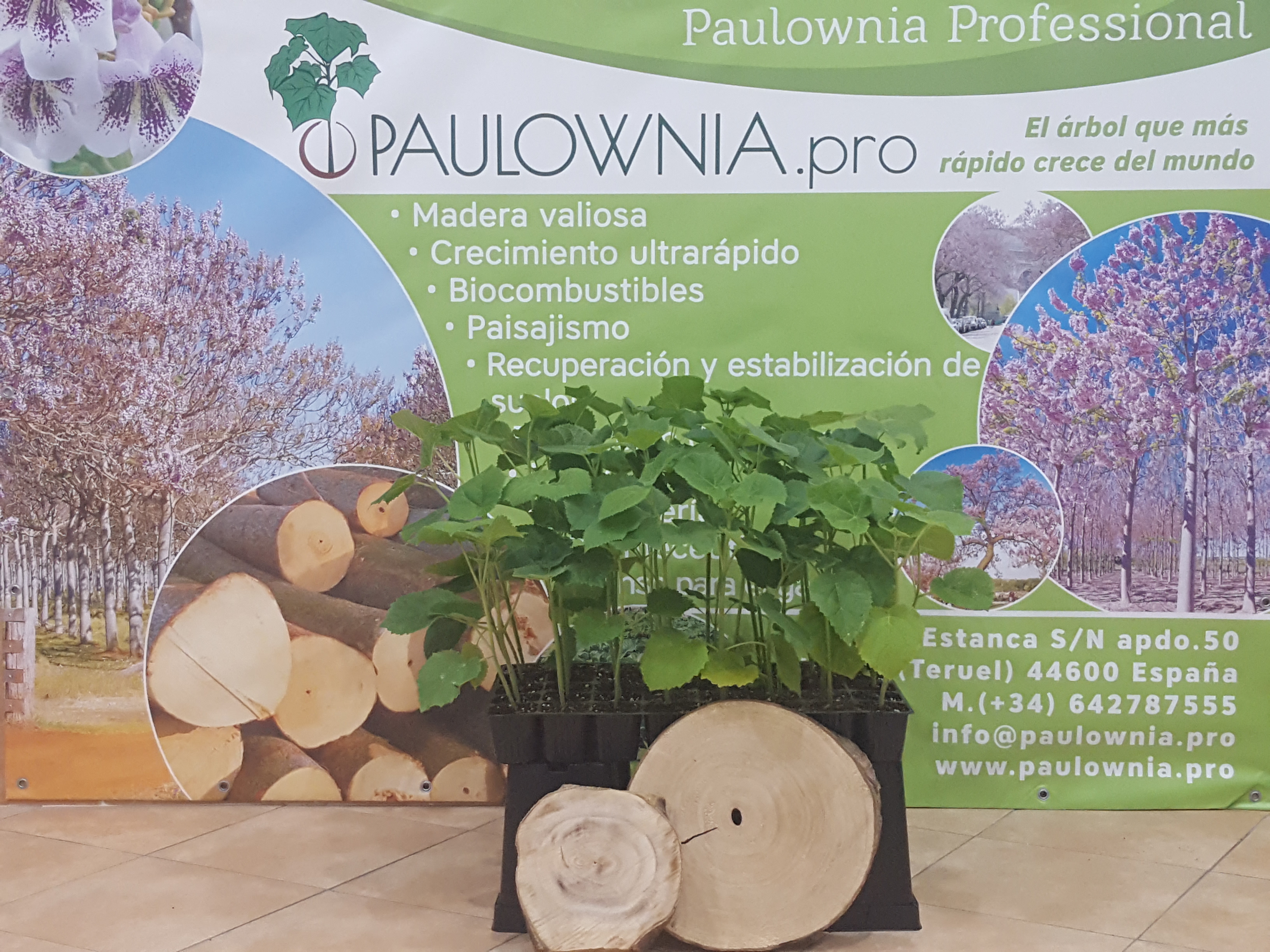 Buy Paulownia Elongata XL - Paulownia Elongata from  ®