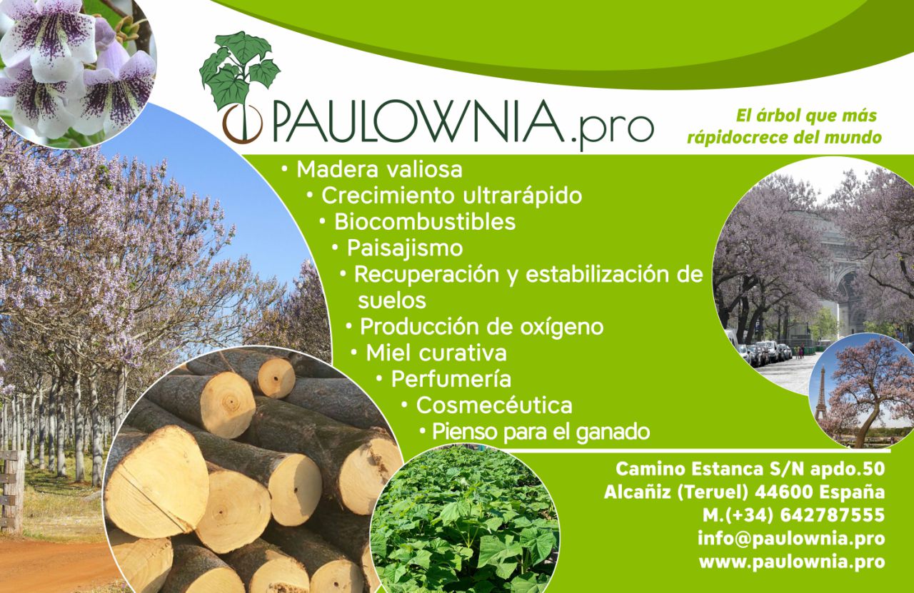 ¿Por qué cultivamos e invertimos en la Paulownia?