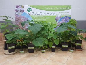 [:es]Plantas de Paulownia[:en]Paulownia Plants[:ru]Растения Павловния[:]