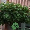 Paulownia Tomentosa how to form a cup
