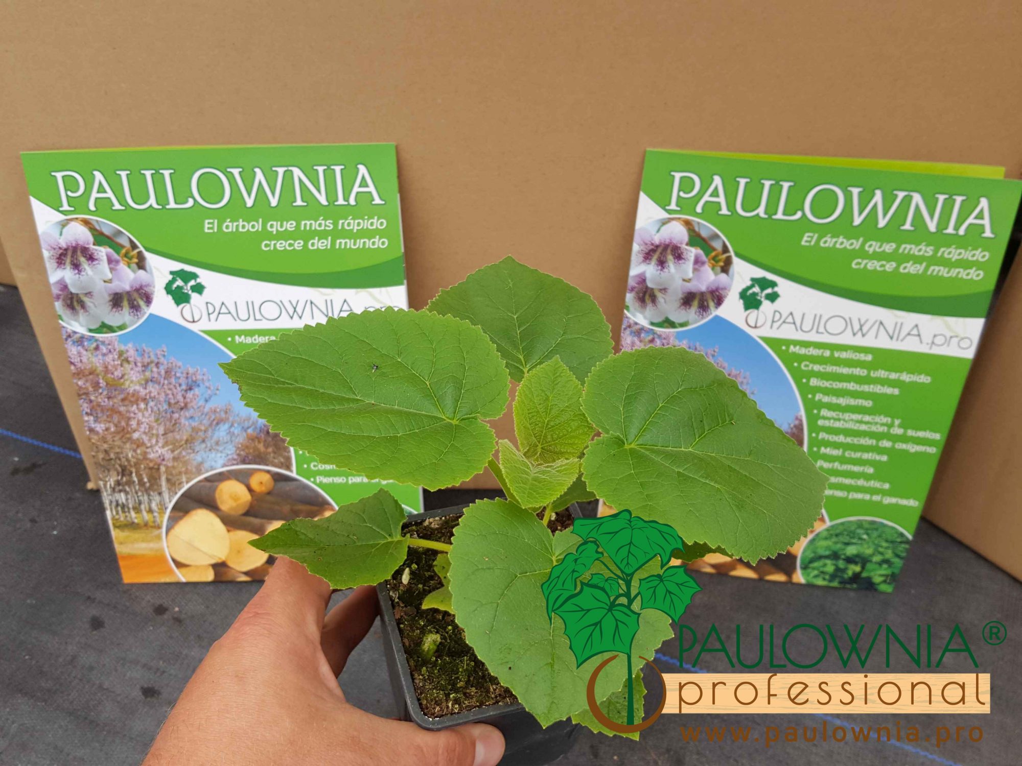 Paulownia tomentosa - wild in Provence