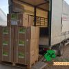 Vivero de Paulownia Professioal S.L. Elongata ShanTing Z07 ZE PRO TURBO PRO Stump Root transporte carga pallet