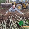 Paulownia Professional Stumps Roots