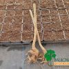 Paulownia Stump XL nursery vivero planta a raíz abierta comprar paulownia kiri tomentosa