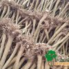 Paulownia root stumps shantong z07 ze pro turbo pro elongata fortunei tomentosa kiri xxl