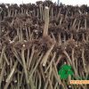Paulownia root stump xxl