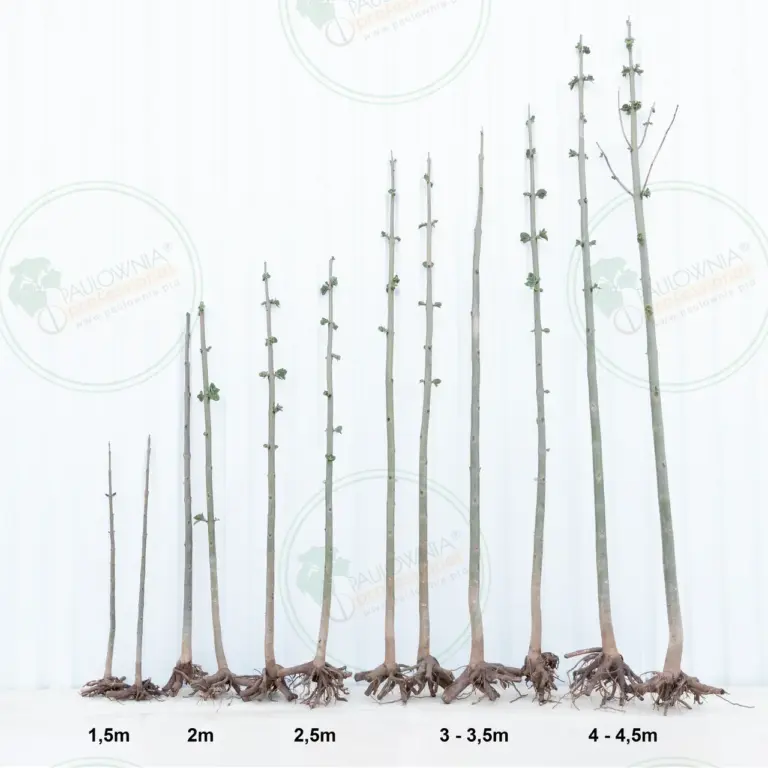 Paulownia Pao Tong Z07 – Tree 1.5 m