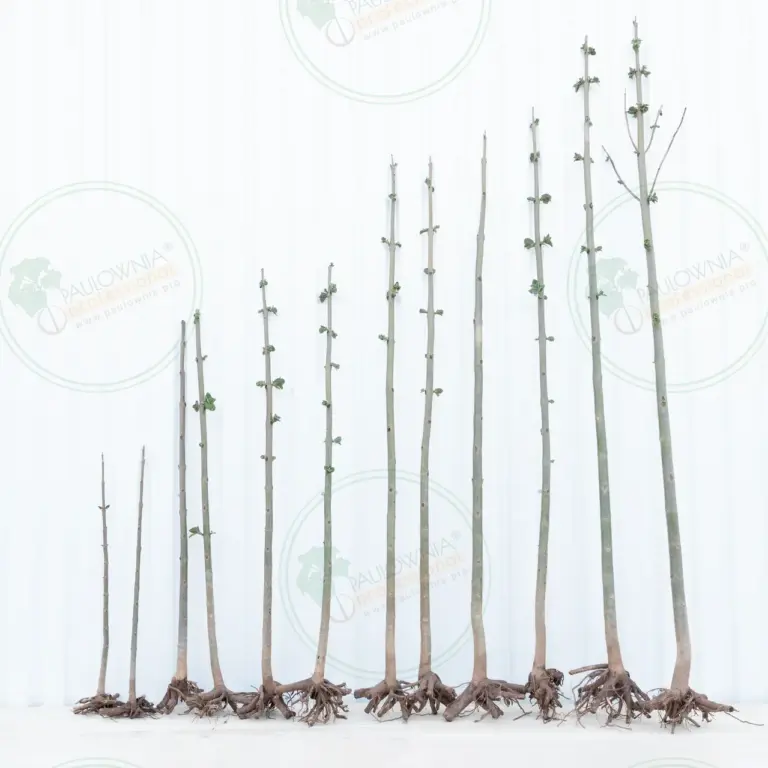 Paulownia Pao Tong Z07 – Tree 1.5 m