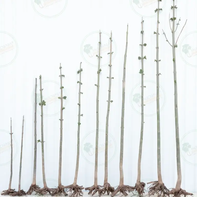Paulownia Pao Tong Z07 – Tree 1.5 m