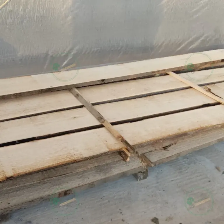 Unedged Paulownia Board 1500x100-200x30 mm grade A