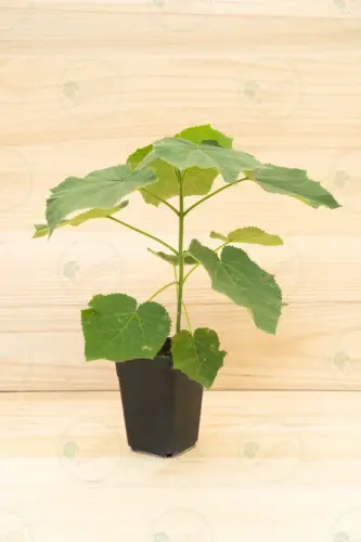 paulownia-aromatica-plant-3,6l-paulowniapro-01