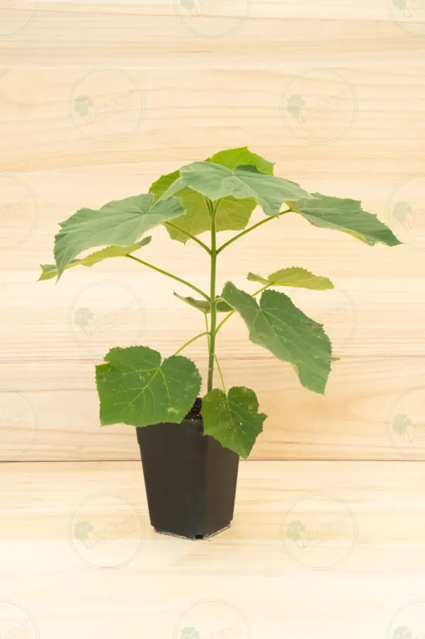 Paulownia Aromatica® – Pot 3.6 L