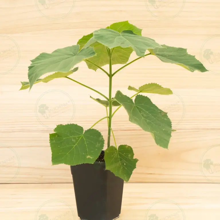 Paulownia Aromatica® – Pot 3.6 L