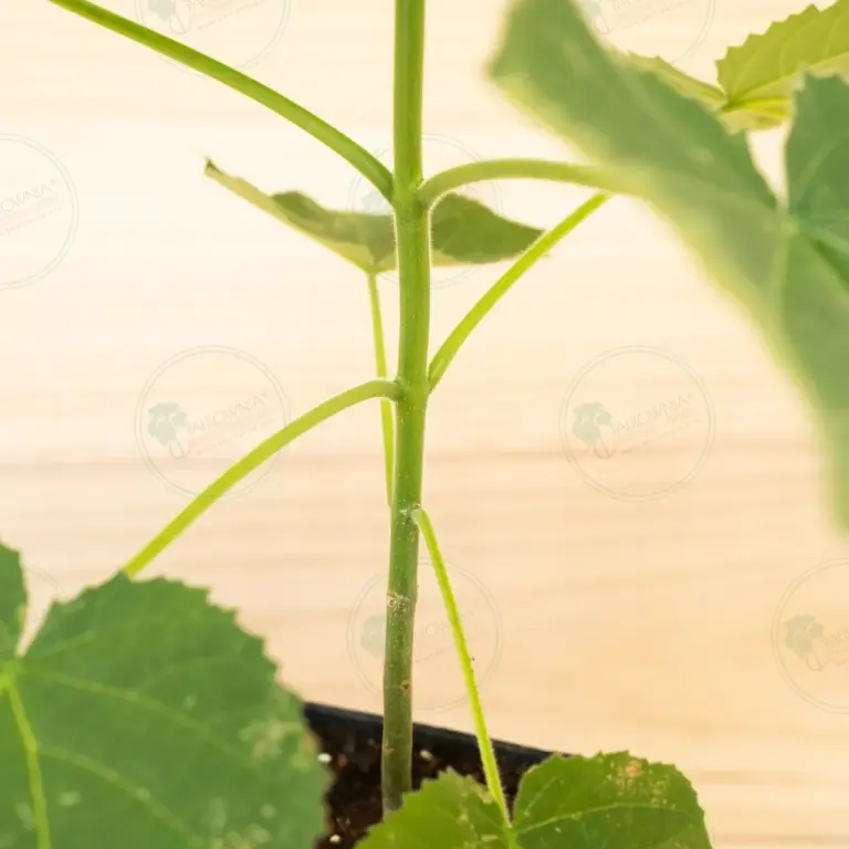 Paulownia Aromatica® – Pot 3.6 L