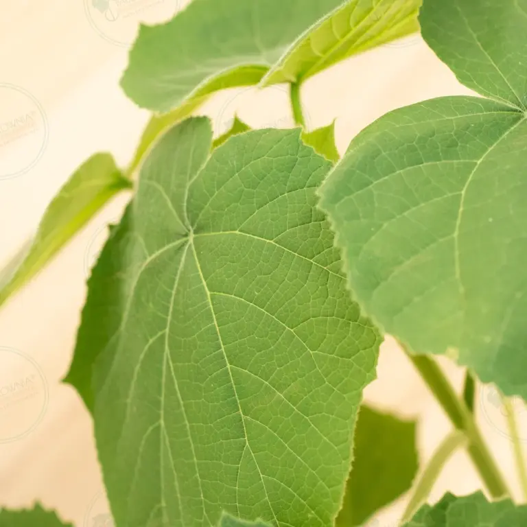 Paulownia Aromatica® – Pot 3.6 L