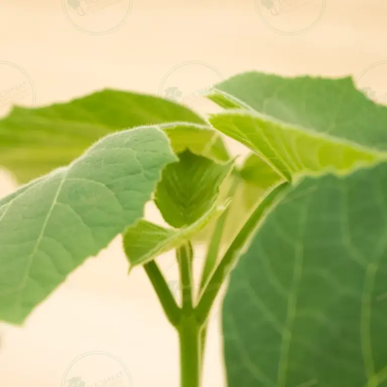 Paulownia Aromatica® – Pot 3.6 L