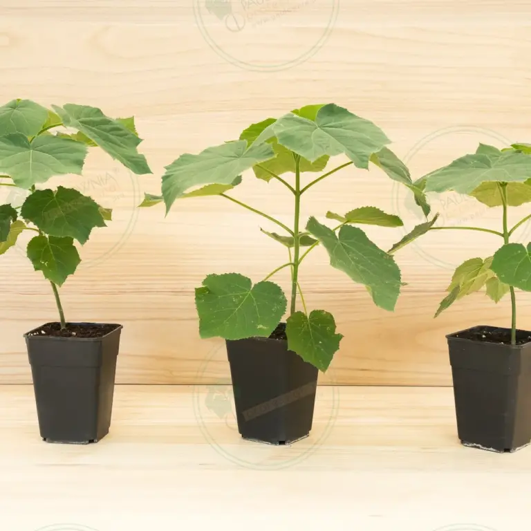 Paulownia Aromatica® – Pot 3.6 L
