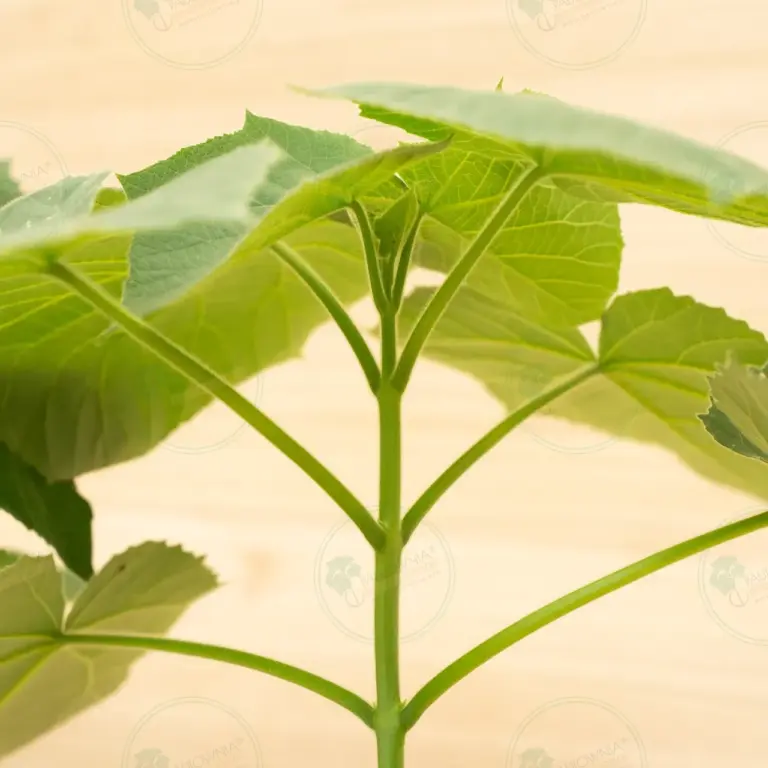 Paulownia Aromatica® – Pot 3.6 L