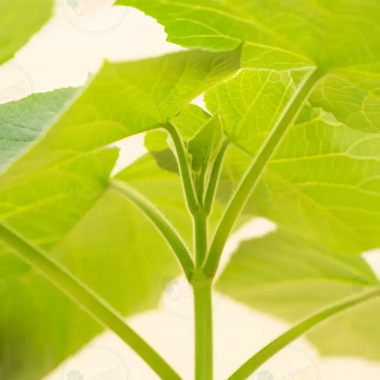 Paulownia Aromatica® – Pot 3.6 L