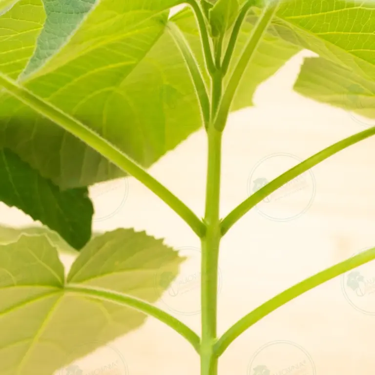Paulownia Aromatica® – Pot 3.6 L
