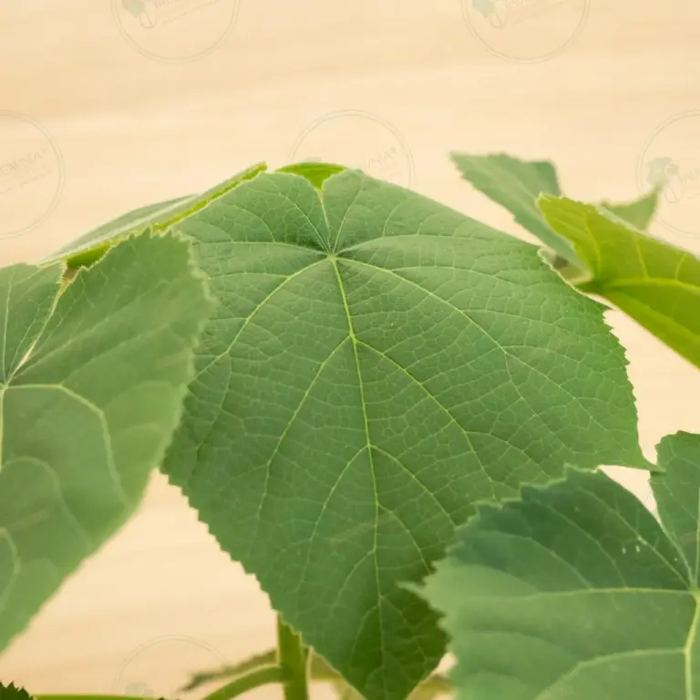 Paulownia Aromatica® – Pot 3.6 L