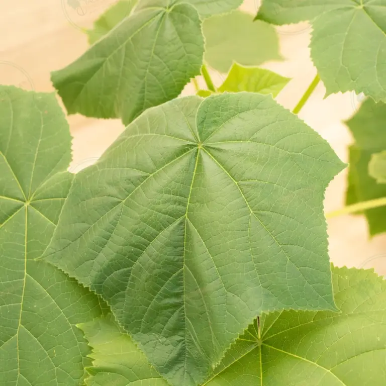Paulownia Aromatica® – Pot 3.6 L