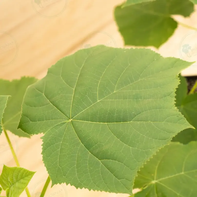 Paulownia Aromatica® – Pot 3.6 L