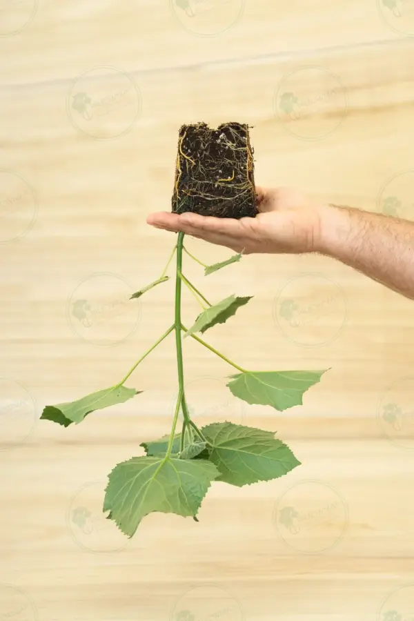 Paulownia Aromatica® – Stump in pot 600 ml
