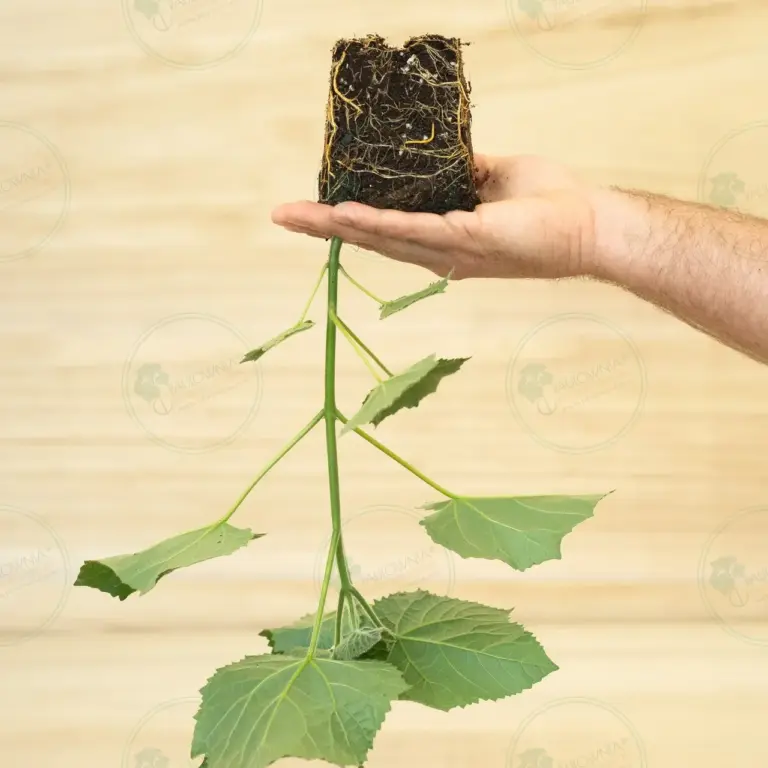 Paulownia Aromatica® – Stump in pot 600 ml