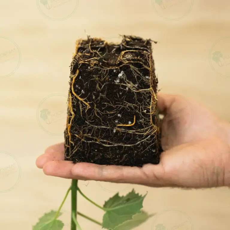 Paulownia Aromatica® – Stump in pot 600 ml