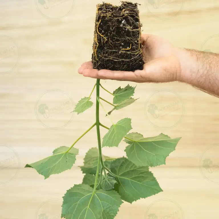 Paulownia Aromatica® – Stump in pot 600 ml