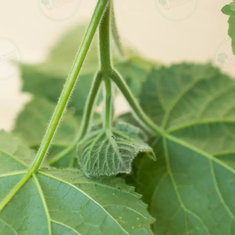 Paulownia Aromatica® – Stump in pot 600 ml