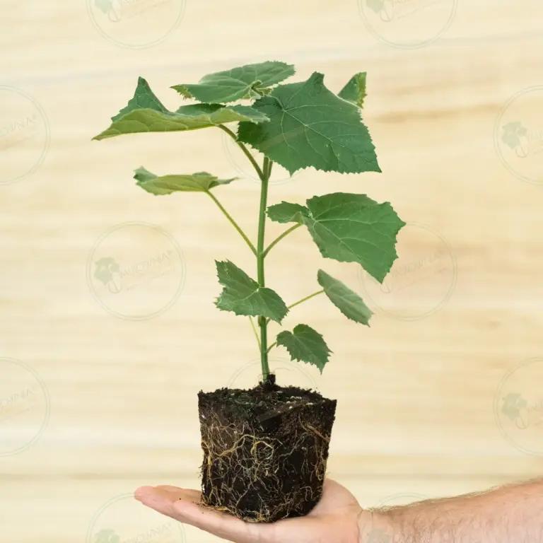 Paulownia Aromatica® – Stump in pot 600 ml