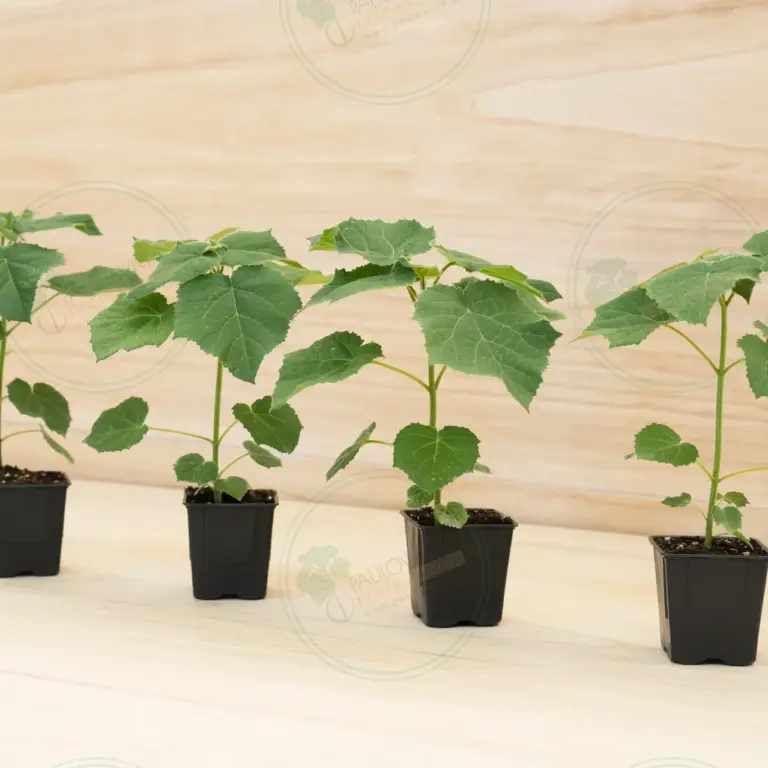 Paulownia Aromatica® – Pot 600 ml