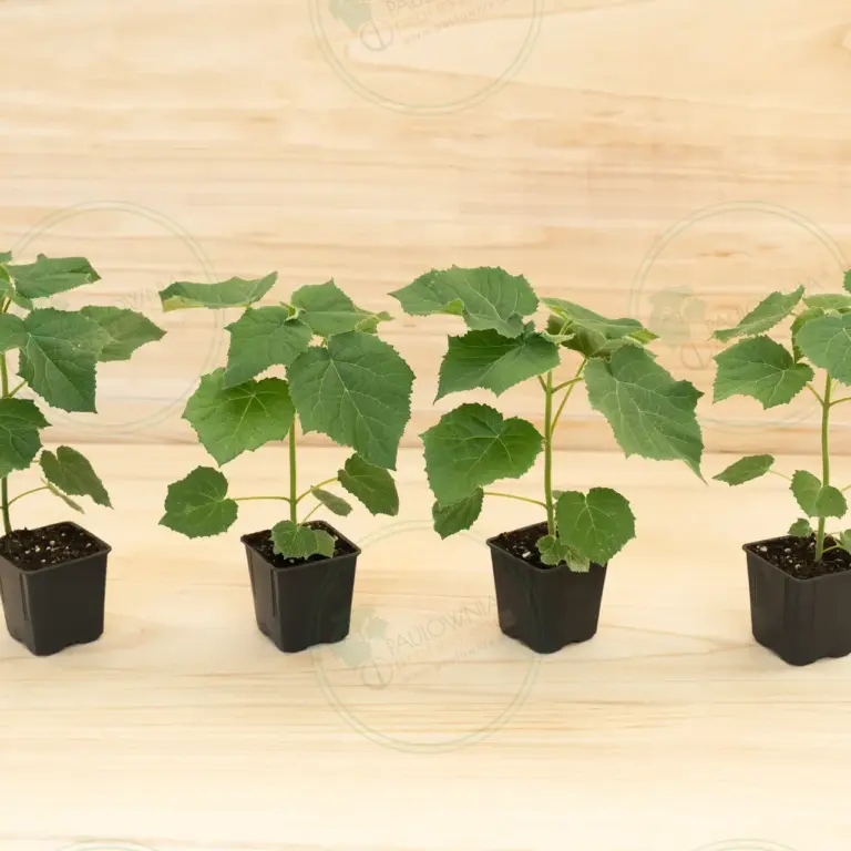 Paulownia Aromatica® – Pot 600 ml