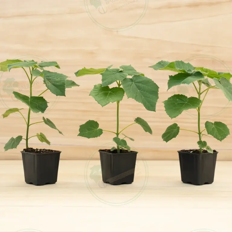 Paulownia Aromatica® – Pot 600 ml