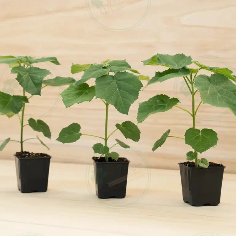 Paulownia Aromatica® – Pot 600 ml
