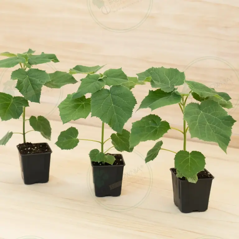 Paulownia Aromatica® – Pot 600 ml