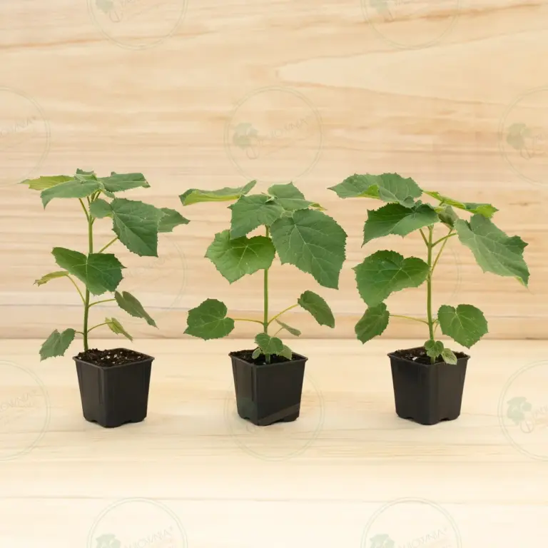 Paulownia Aromatica® – Pot 600 ml