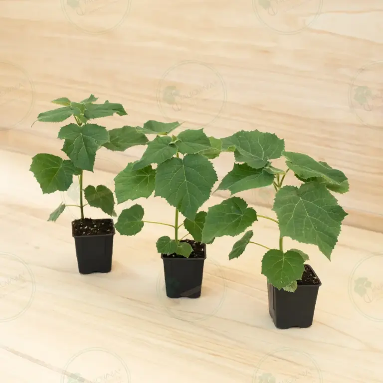 Paulownia Aromatica® – Pot 600 ml