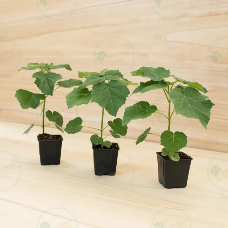 Paulownia Aromatica® – Pot 600 ml