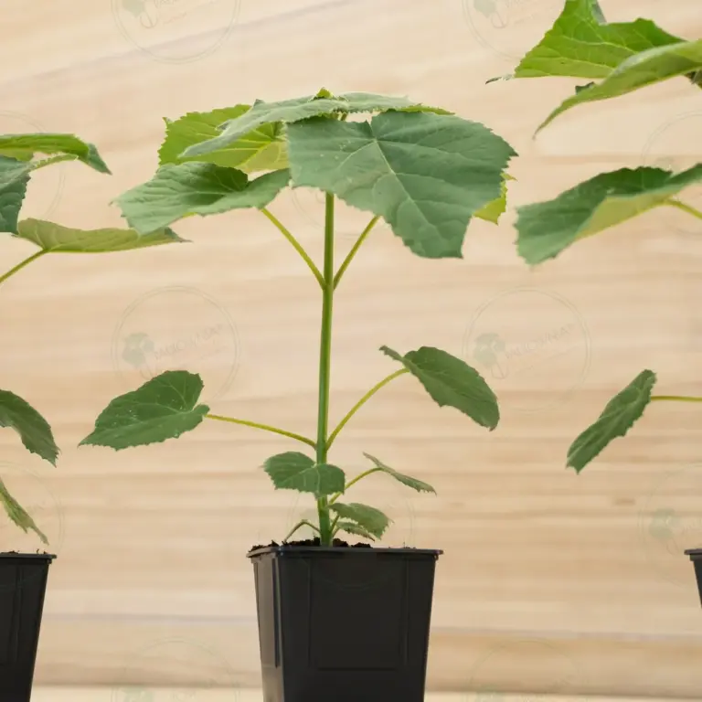 Paulownia Aromatica® – Pot 600 ml