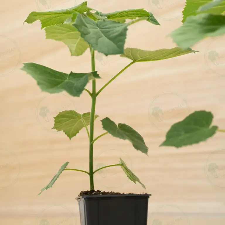 Paulownia Aromatica® – Pot 600 ml
